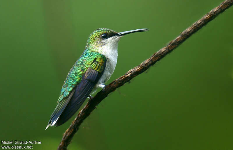 Fork-tailed Woodnymph female adult, identification