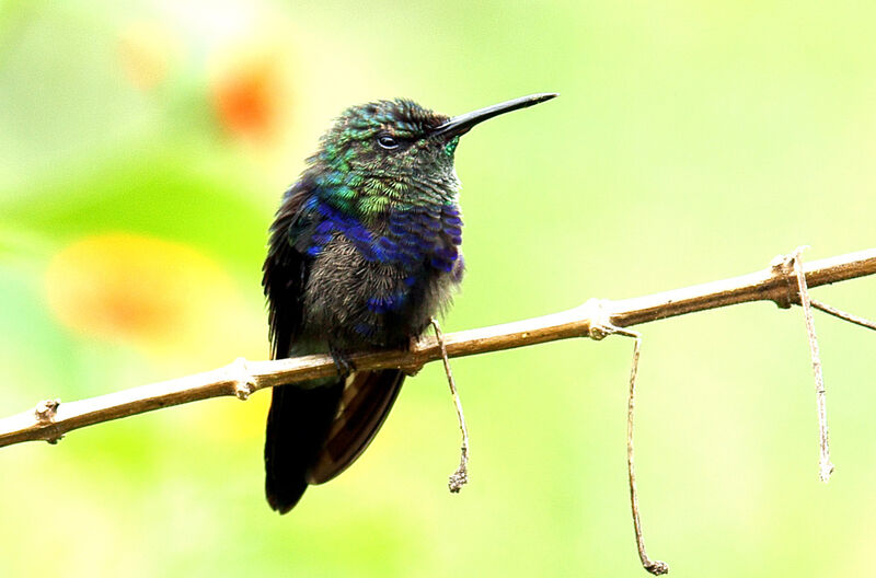 Fork-tailed Woodnymph male juvenile