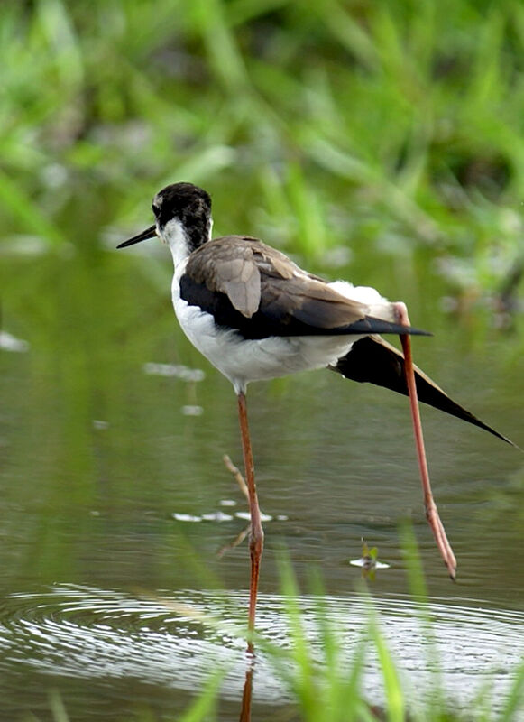 Black-necked Stilt, identification