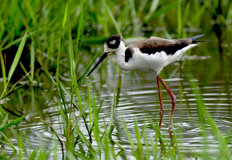 Échasse d'Amérique, identification