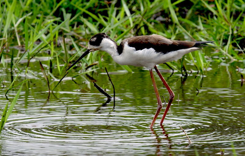 Black-necked Stilt