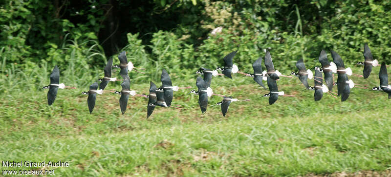 Black-necked Stilt, Flight, Behaviour