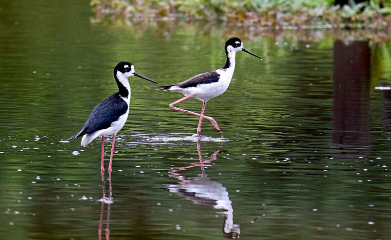 Black-necked Stilt