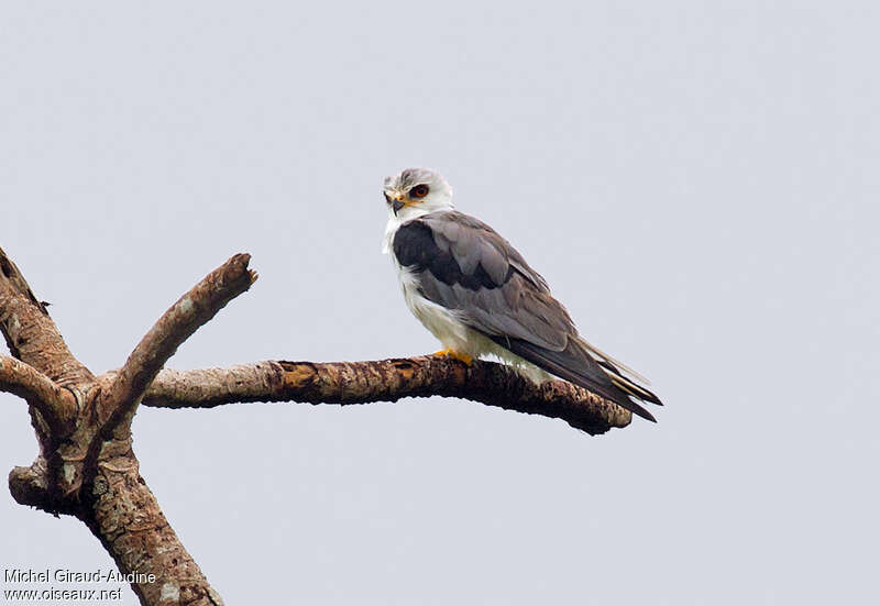 Élanion à queue blancheadulte, identification