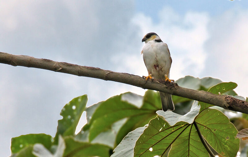 Pearl Kite