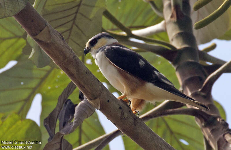 Élanion perleadulte, identification