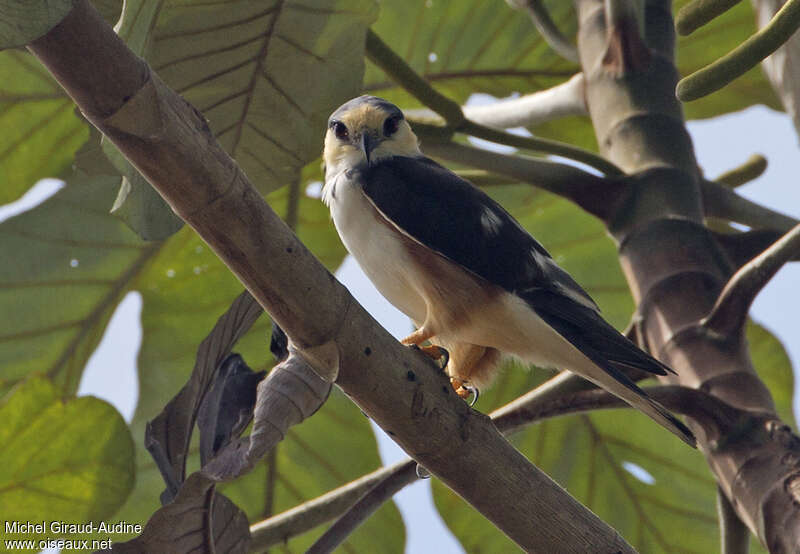 Élanion perleadulte, identification