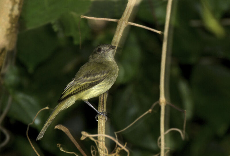 Yellow-crowned Elaenia