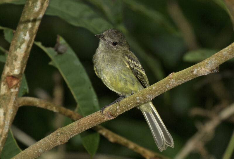 Yellow-crowned Elaenia