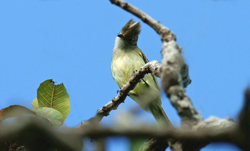 Yellow-bellied Elaenia