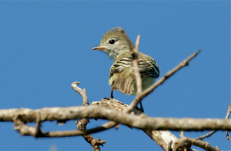 Yellow-bellied Elaeniajuvenile