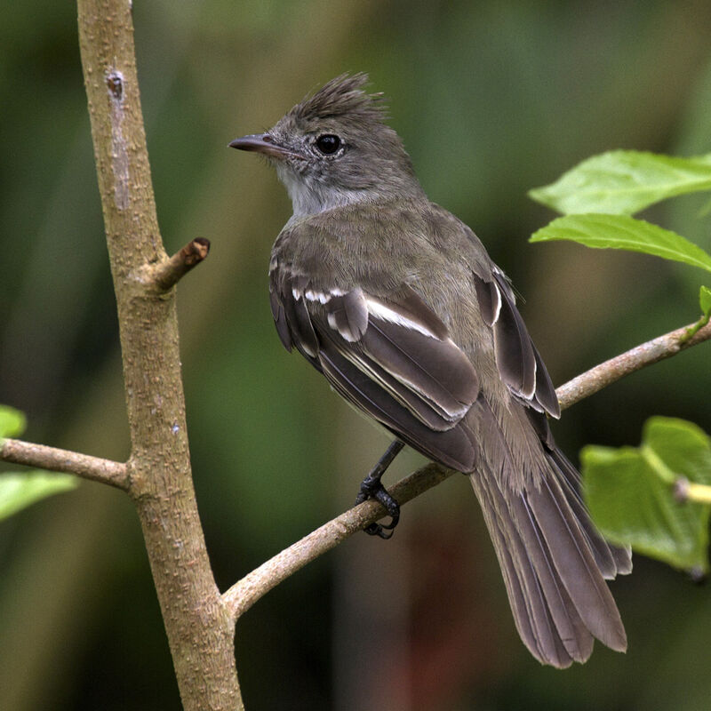 Yellow-bellied Elaeniaadult