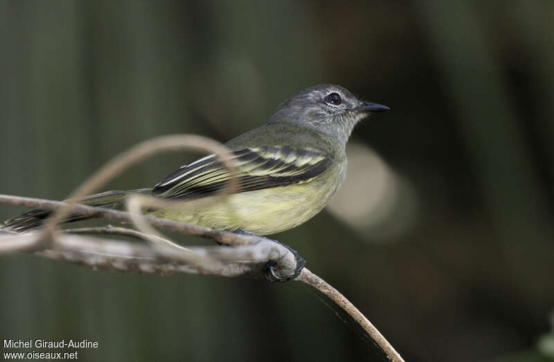 Forest Elaeniaadult