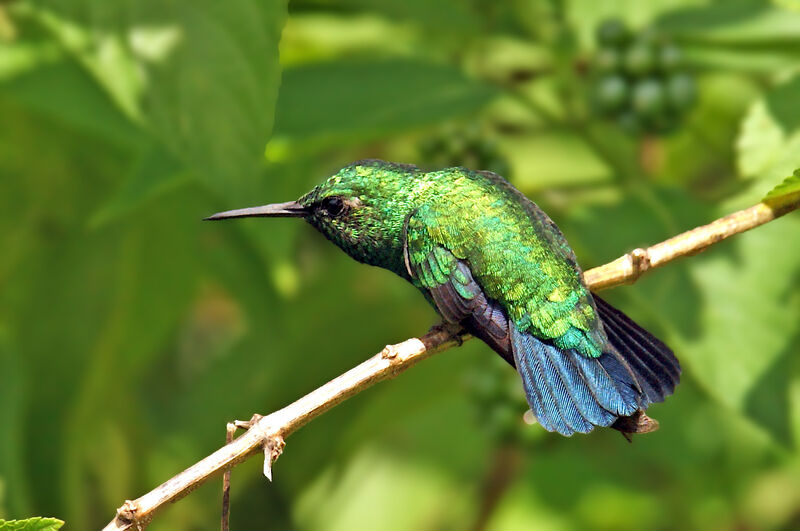 Blue-tailed Emerald