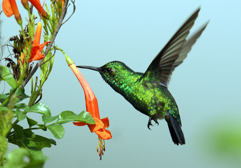 Blue-tailed Emerald