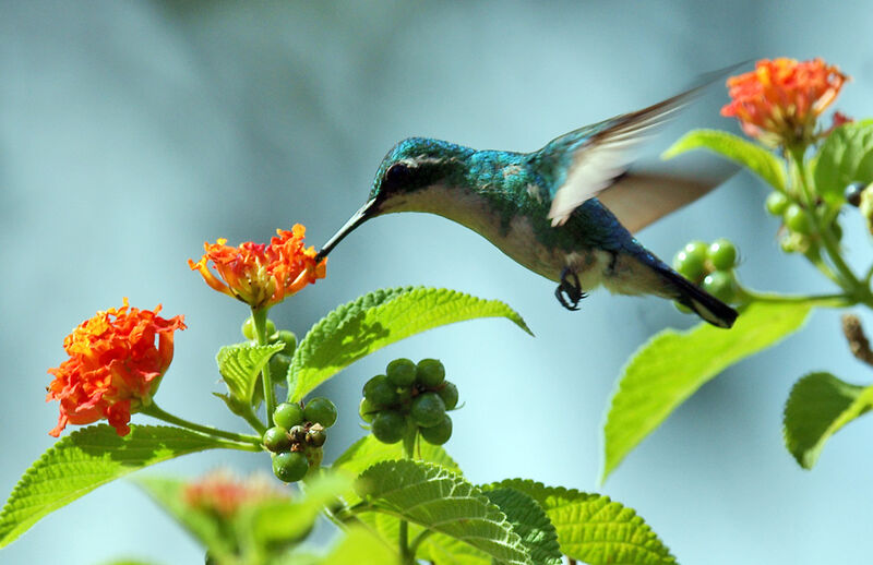 Blue-tailed Emerald