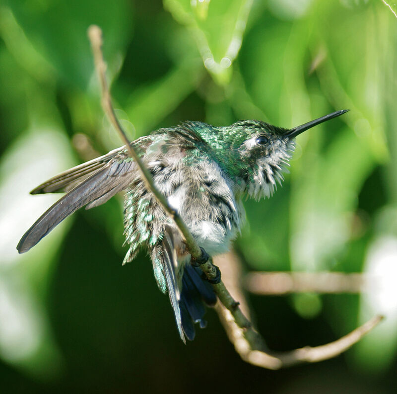 Blue-tailed Emerald female adult