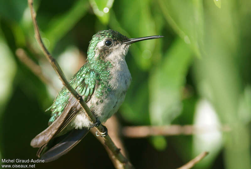 Émeraude orvert femelle adulte, identification