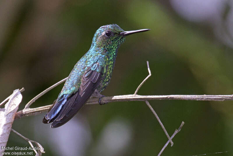 Blue-tailed Emerald male adult, identification