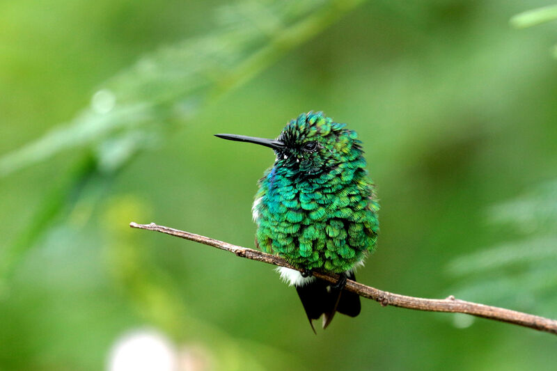 Blue-tailed Emerald male adult