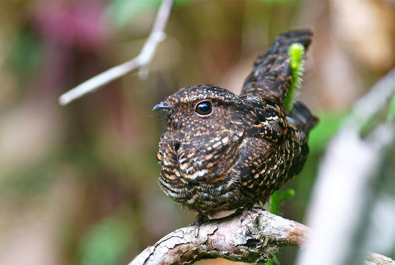 Blackish Nightjar female adult