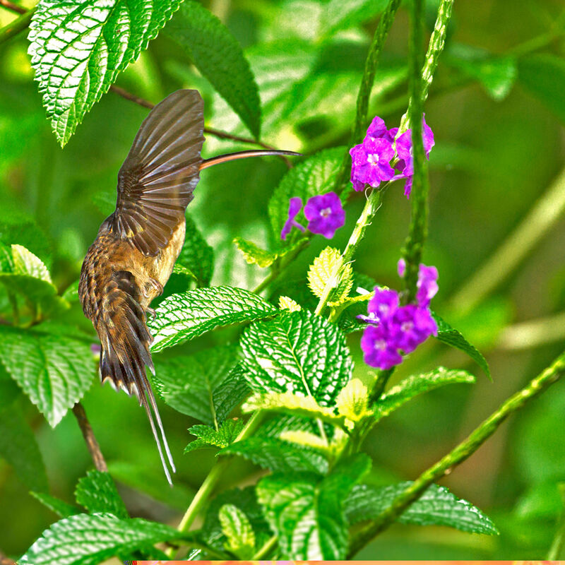 Long-tailed Hermit, Flight, feeding habits