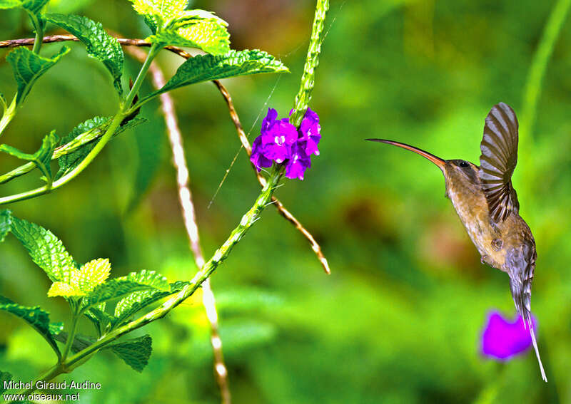 Long-tailed Hermitadult, Flight, feeding habits