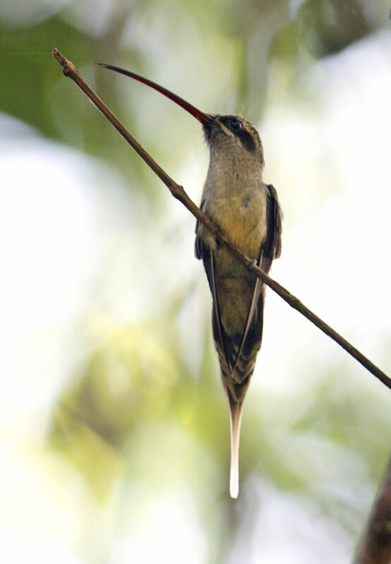 Great-billed Hermit