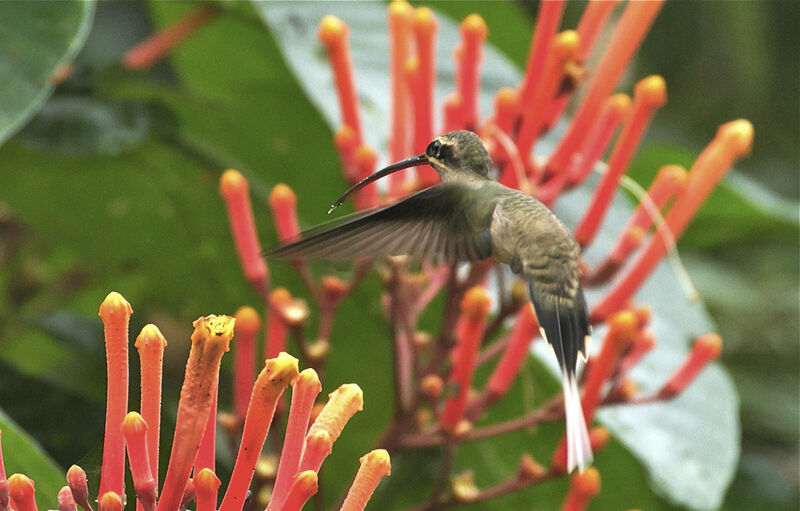 Great-billed Hermit