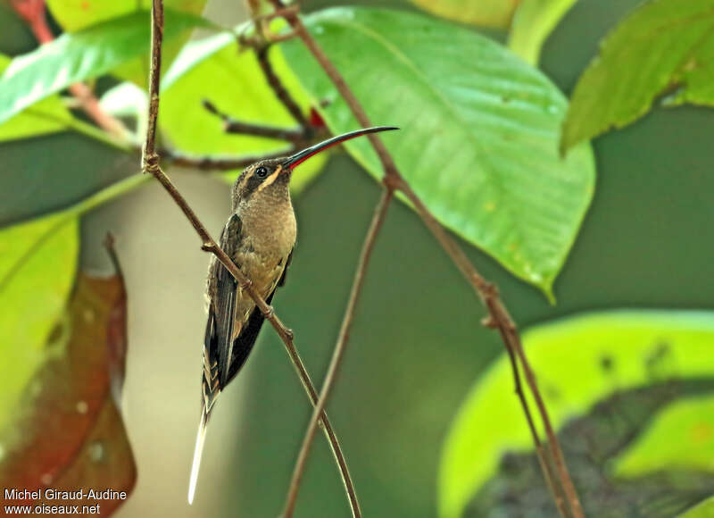 Great-billed Hermitadult, identification