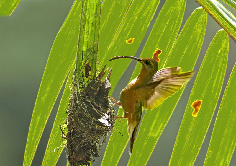 Rufous-breasted Hermit female adult, Reproduction-nesting