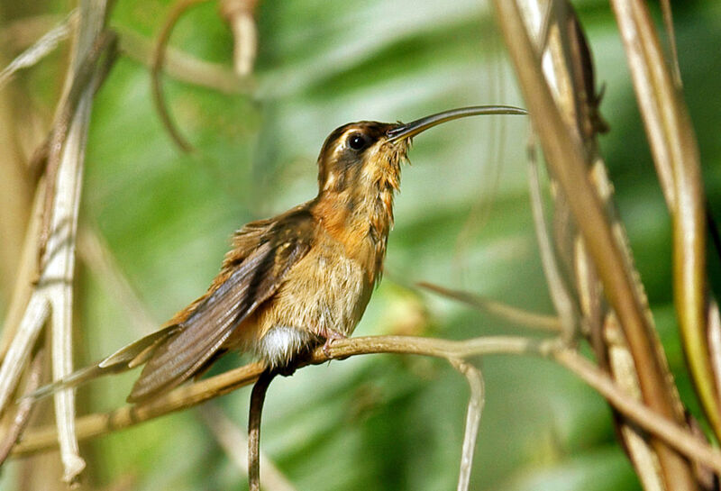 Little Hermit