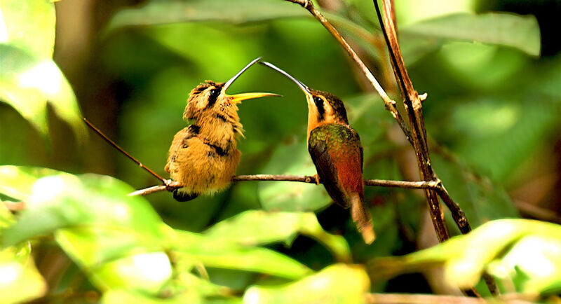 Reddish Hermit