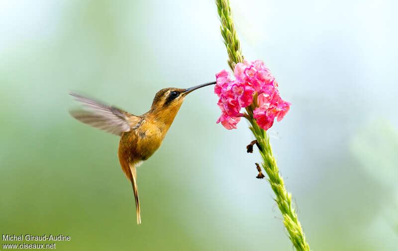 Reddish Hermit female, pigmentation, Flight, eats