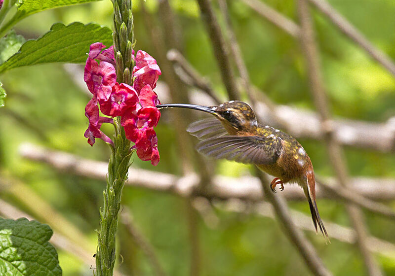 Reddish Hermit