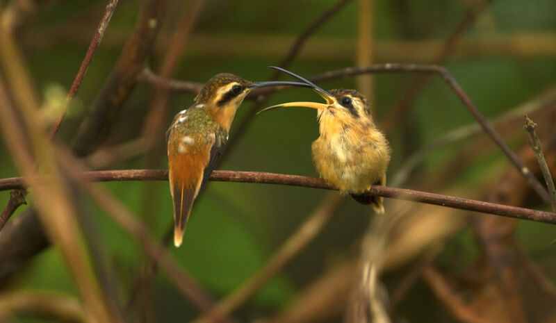 Reddish Hermit, Reproduction-nesting