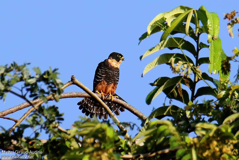 Bat Falconadult, habitat, pigmentation