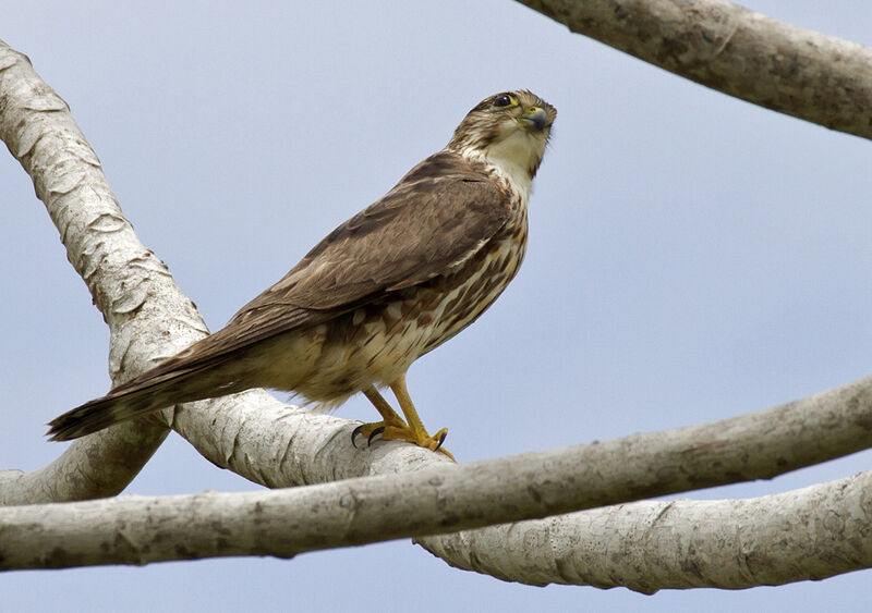 Merlin male immature