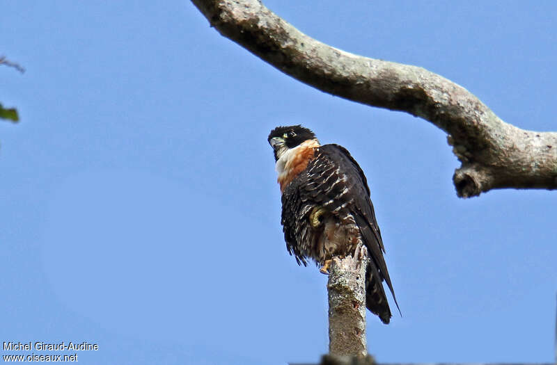 Orange-breasted Falconadult