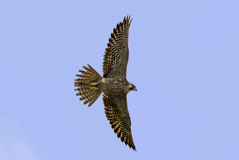 Peregrine Falconimmature