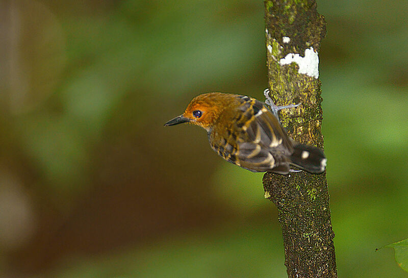 Fourmilier zébré femelle immature, Comportement