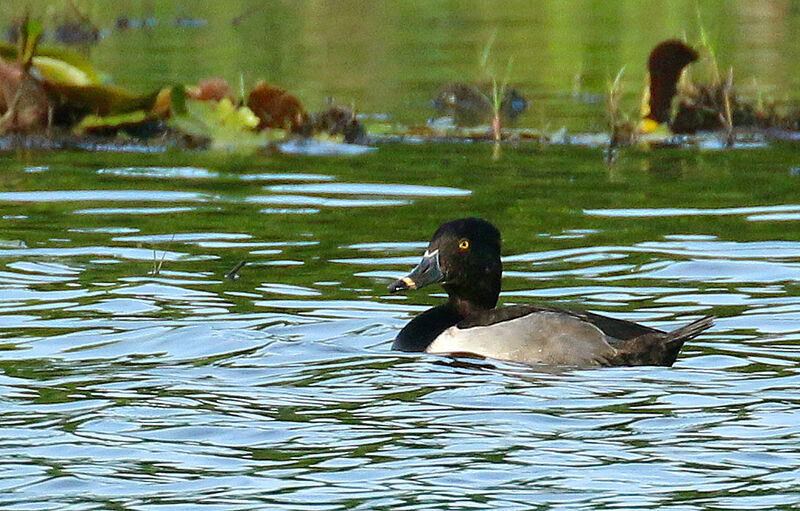 Ring-necked Duck male adult