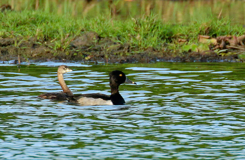 Ring-necked Duck male adult