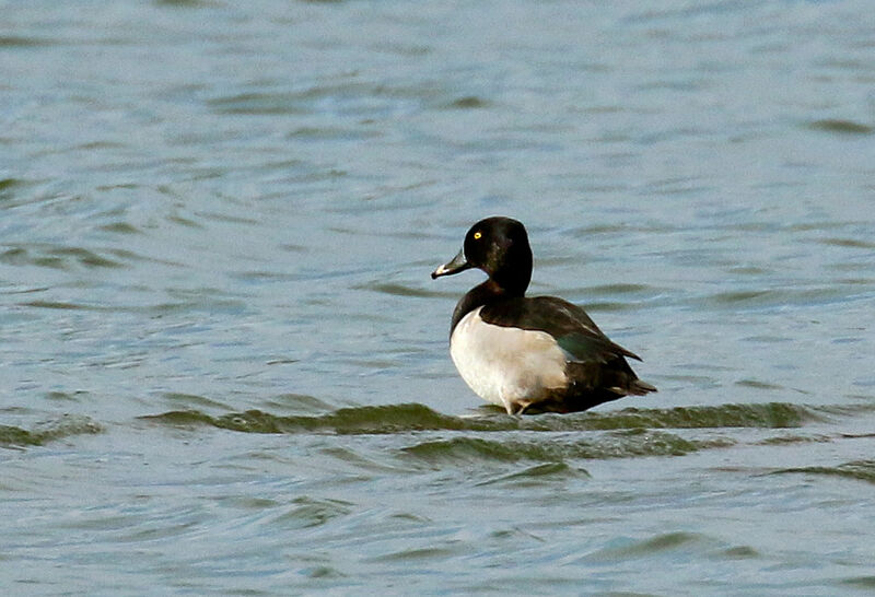 Ring-necked Duck