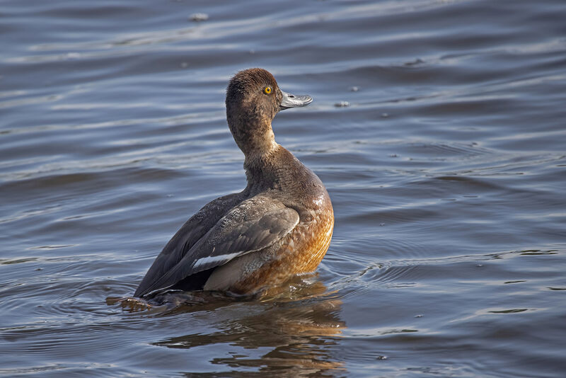 Lesser Scaup