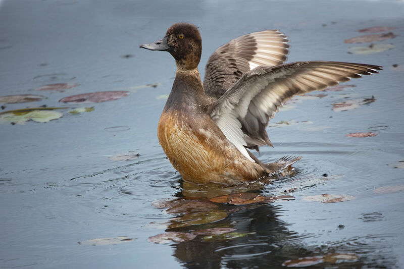 Lesser Scaup