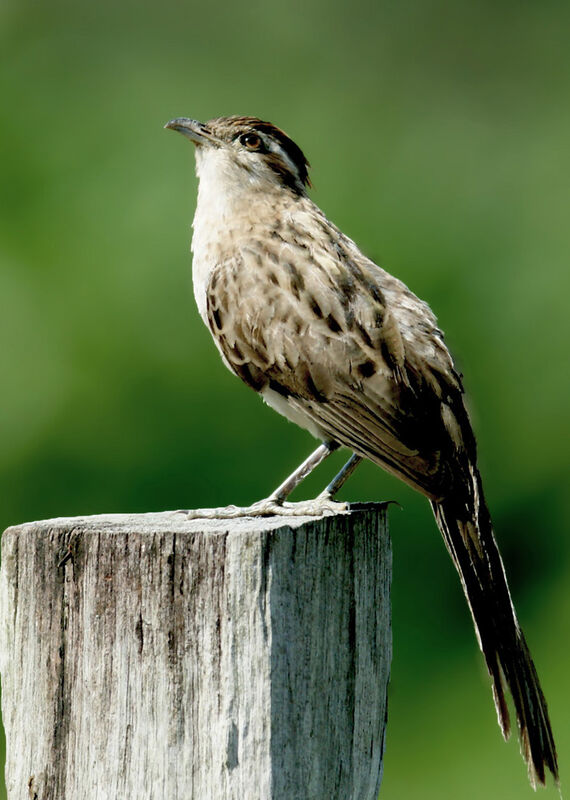 Striped Cuckoo