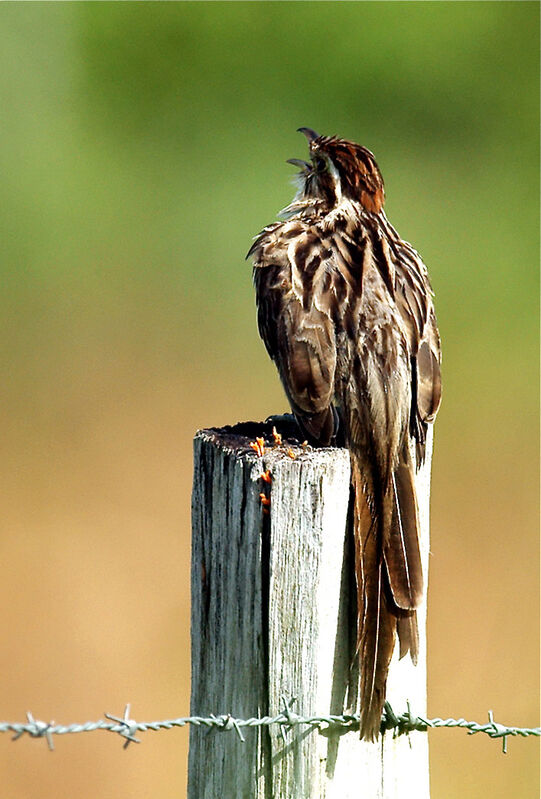 Striped Cuckoo