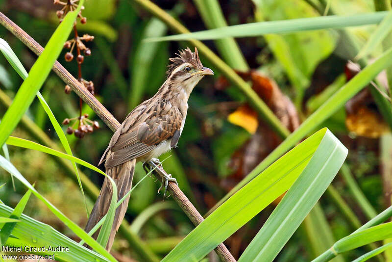 Géocoucou tachetéadulte, identification