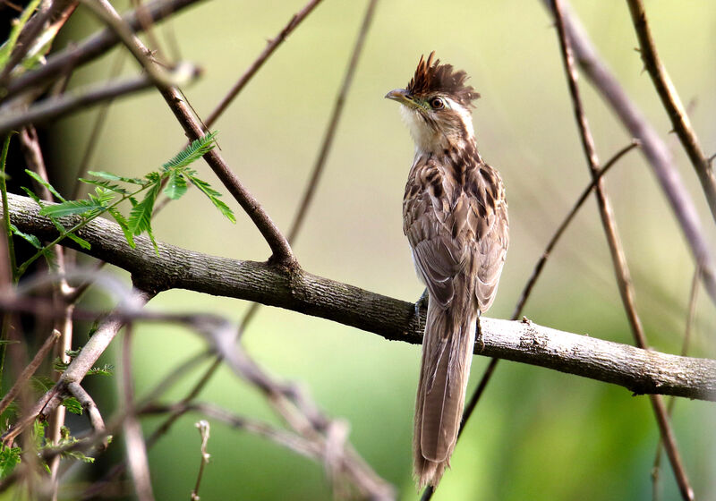 Striped Cuckooadult